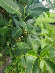 Ficus aurea