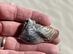 Lamarcka imbricata