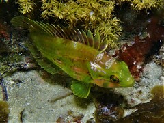 Heteroscarus acroptilus