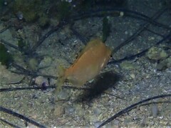 Parequula melbournensis