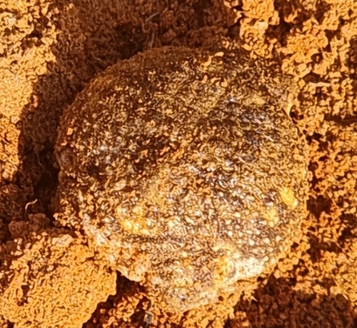 Common Rain Frog