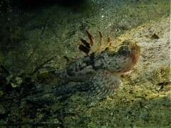 Maxillicosta scabriceps