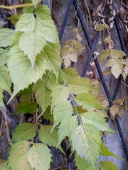 Campsis radicans