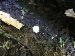 Delicatula integrella
