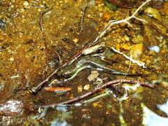 Desmognathus amphileucus