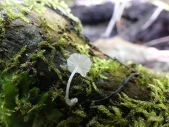 Delicatula integrella