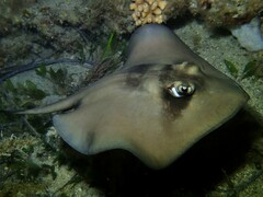 Trygonoptera personata