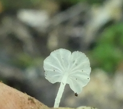 Delicatula integrella