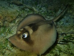 Trygonoptera personata