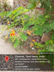 Caesalpinia pulcherrima