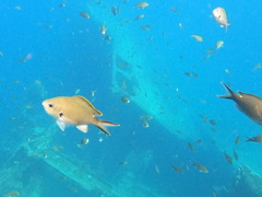 Azurina multilineata