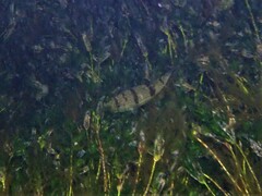 Torquigener pleurogramma