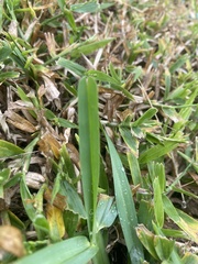 Stenotaphrum secundatum