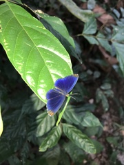 Metacharis regalis