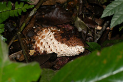 Ombrophytum peruvianum