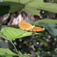 Metacharis regalis