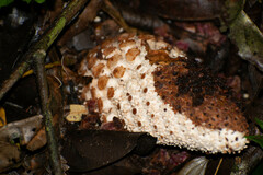 Ombrophytum peruvianum