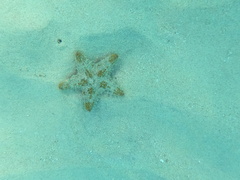 Oreaster reticulatus