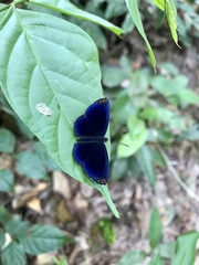 Metacharis regalis