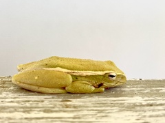 Hyperolius semidiscus