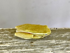 Hyperolius semidiscus