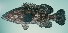 Summan Grouper photo 3