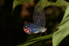 Cithaerias cliftoni
