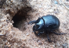 Typhaeus typhoeus