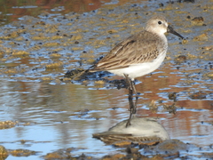 Calidris alpina