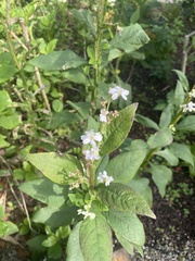 Verbesina virginica