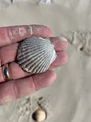 Argopecten irradians