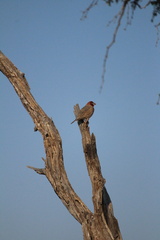 Amadina erythrocephala
