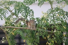 Funambulus palmarum