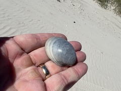 Laevicardium serratum