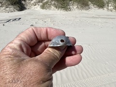 Laevicardium serratum