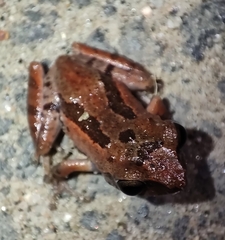Microhyla