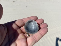 Laevicardium serratum