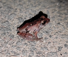 Microhyla