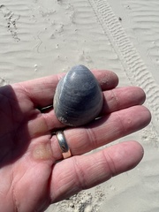 Laevicardium serratum