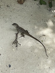 Anolis lineatus