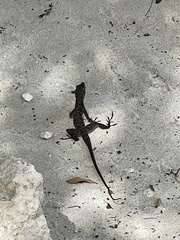 Anolis lineatus