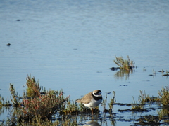 Charadrius hiaticula