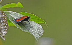 Yanguna spatiosa