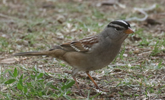 Zonotrichia leucophrys