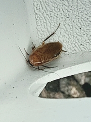 Blaberinae