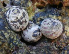 Steromphala umbilicalis