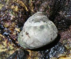 Steromphala umbilicalis