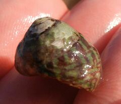 Steromphala umbilicalis