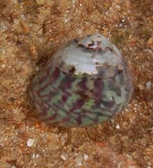 Steromphala umbilicalis