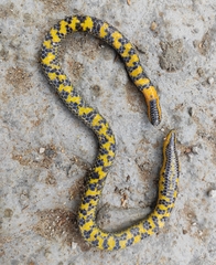 Uropeltis